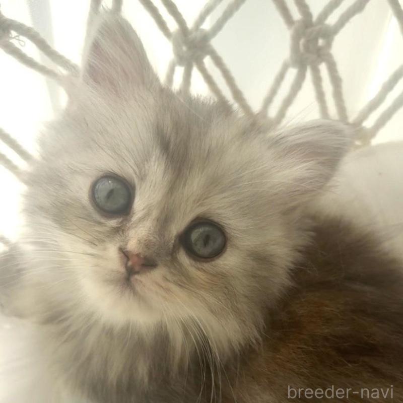 販売中の埼玉県のミヌエット(短足)-130280の1枚目