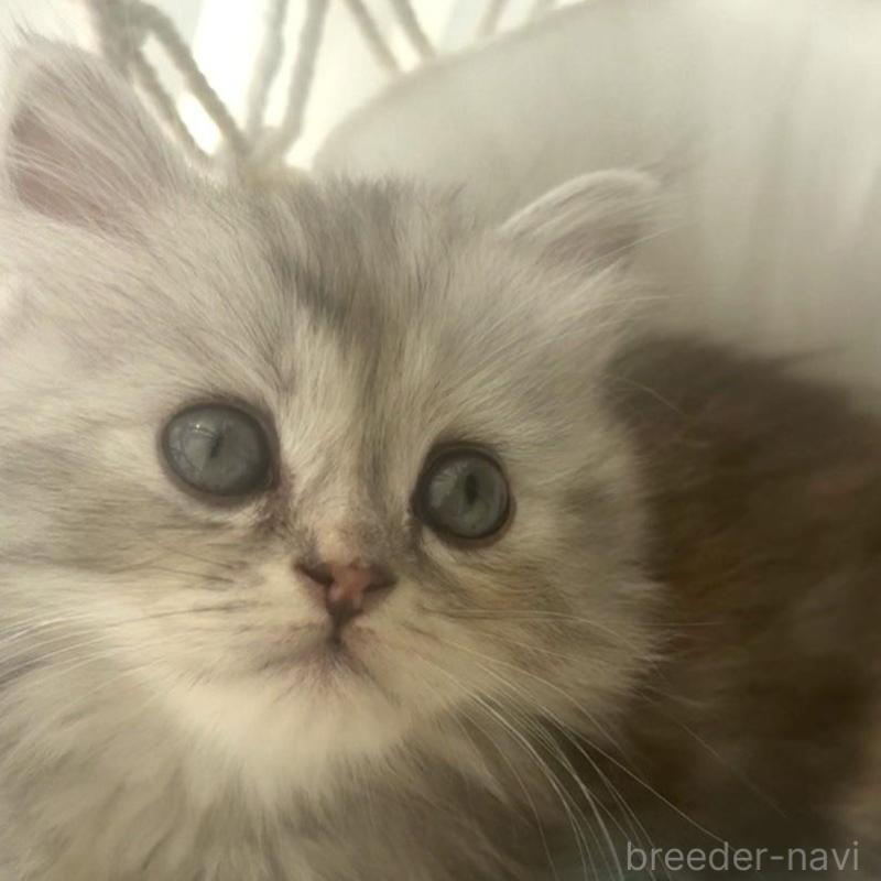 販売中の埼玉県のミヌエット(短足)-130280の3枚目