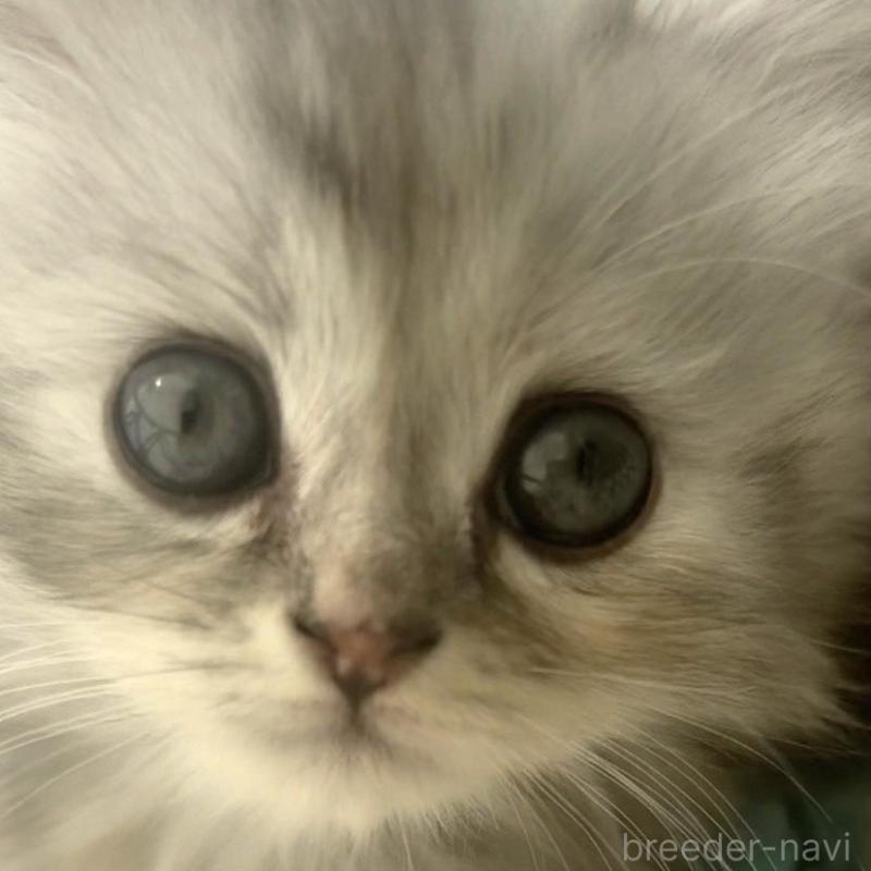 販売中の埼玉県のミヌエット(短足)-130280の2枚目