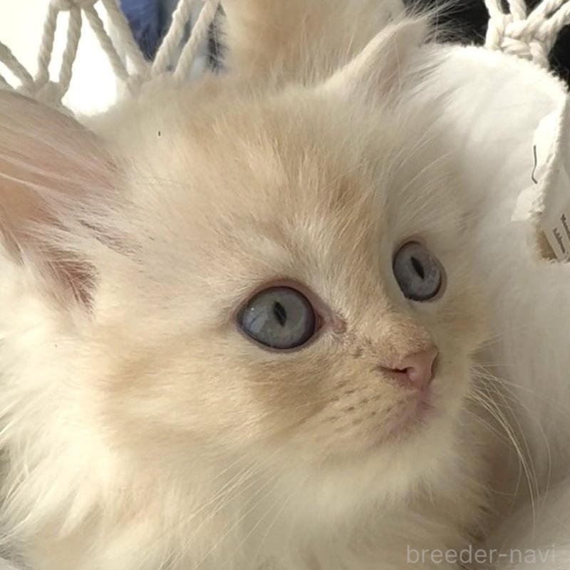 販売中の埼玉県のミヌエット(短足)-130281の5枚目