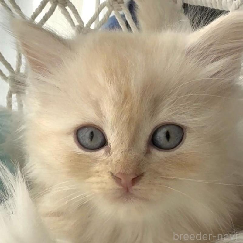 販売中の埼玉県のミヌエット(短足)-130281