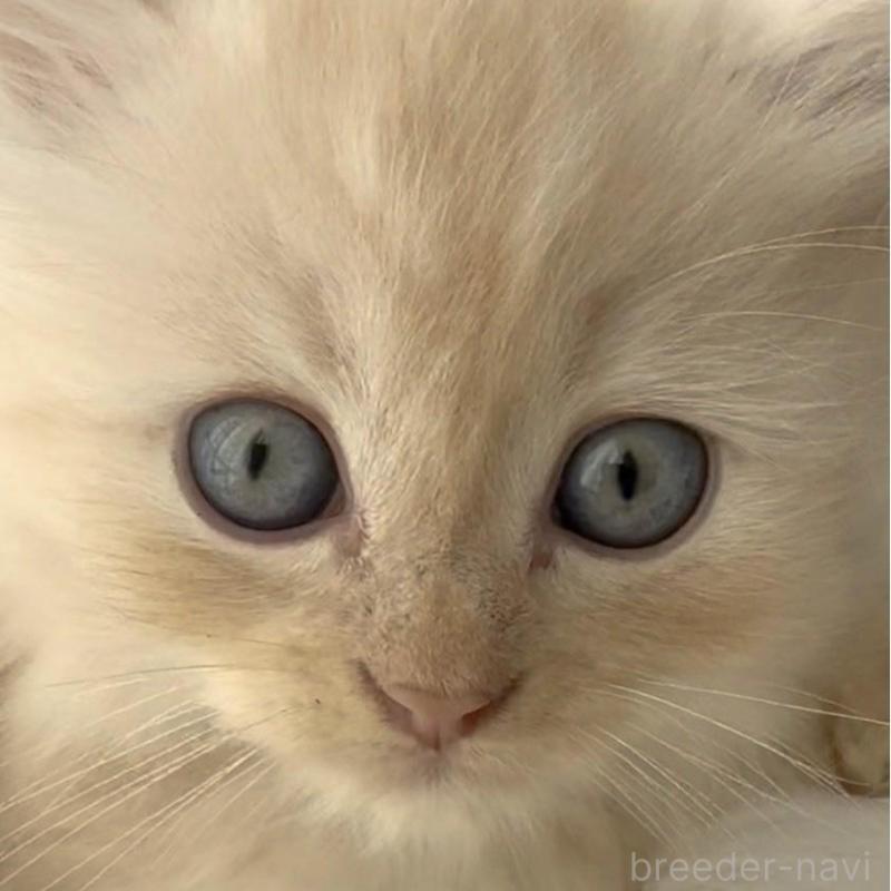 販売中の埼玉県のミヌエット(短足)-130281の4枚目