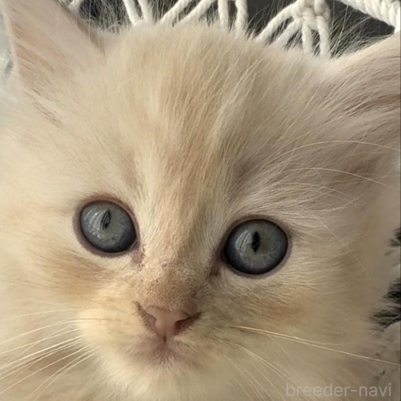 販売中の埼玉県のミヌエット(短足)-130281の3枚目