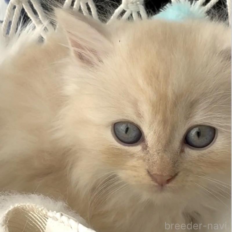 販売中の埼玉県のミヌエット(短足)-130281の2枚目