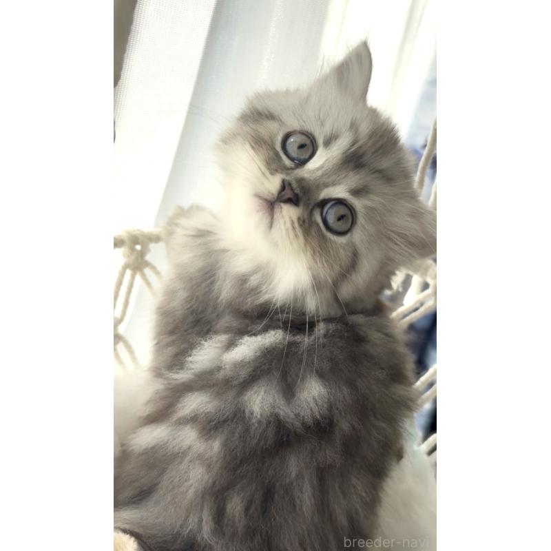 販売中の埼玉県のミヌエット-130282の7枚目