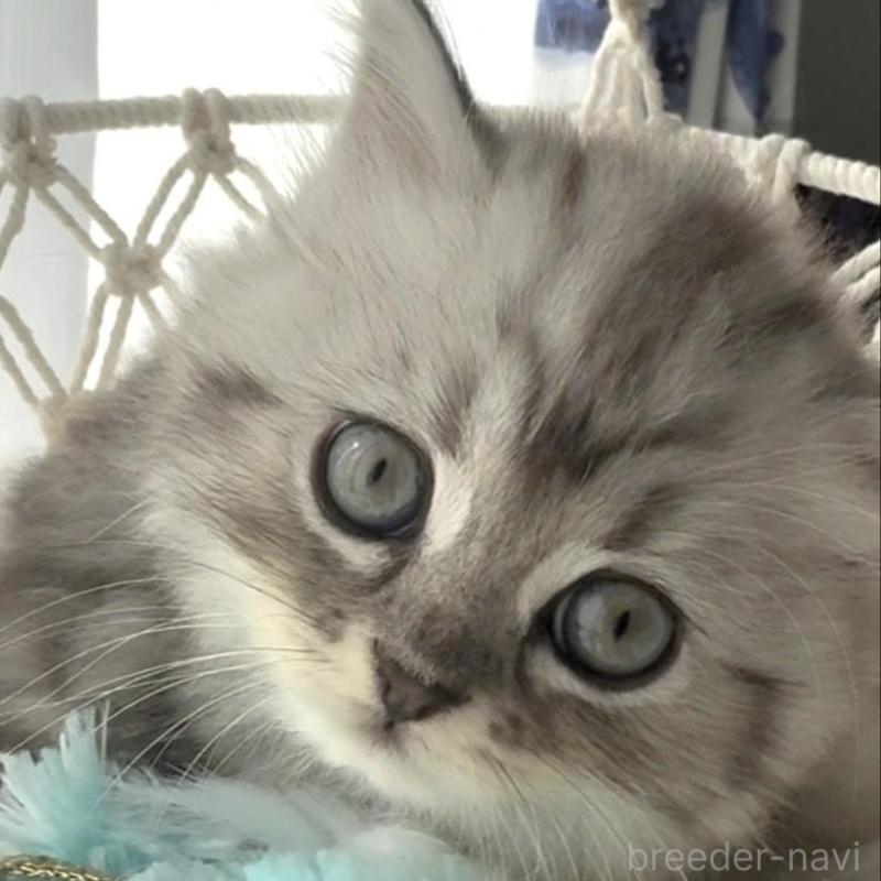 販売中の埼玉県のミヌエット-130282の6枚目