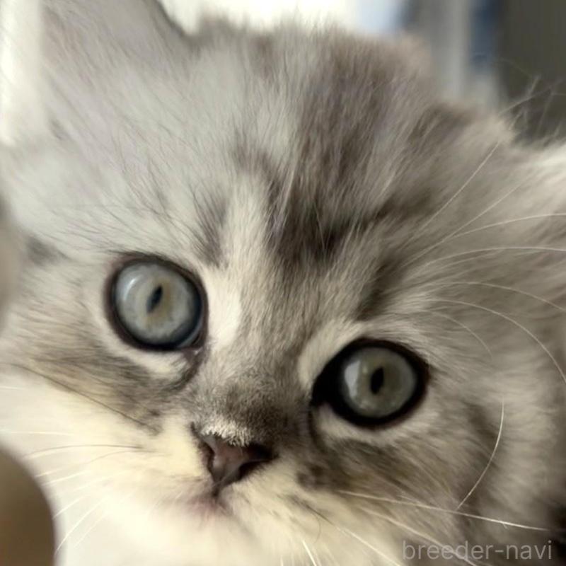 販売中の埼玉県のミヌエット-130282の5枚目