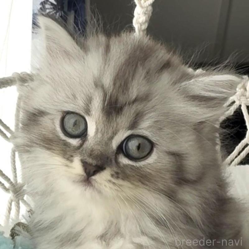 販売中の埼玉県のミヌエット-130282の4枚目