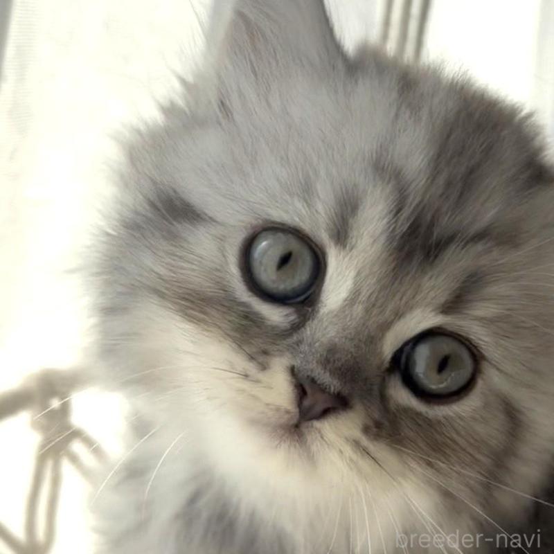 販売中の埼玉県のミヌエット-130282の3枚目