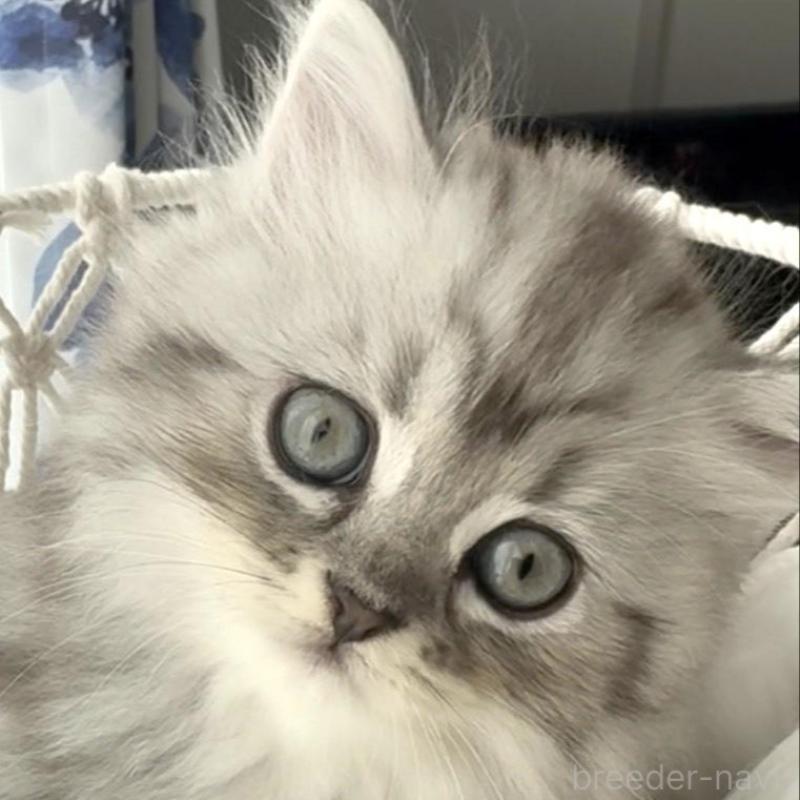 販売中の埼玉県のミヌエット-130282