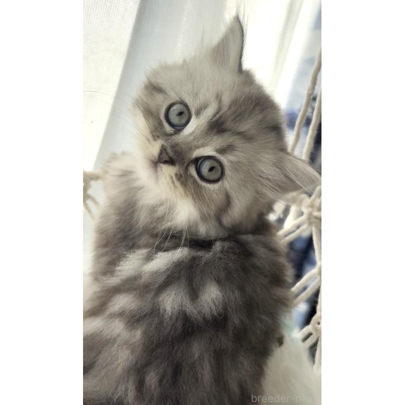 販売中の埼玉県のミヌエット-130282の2枚目