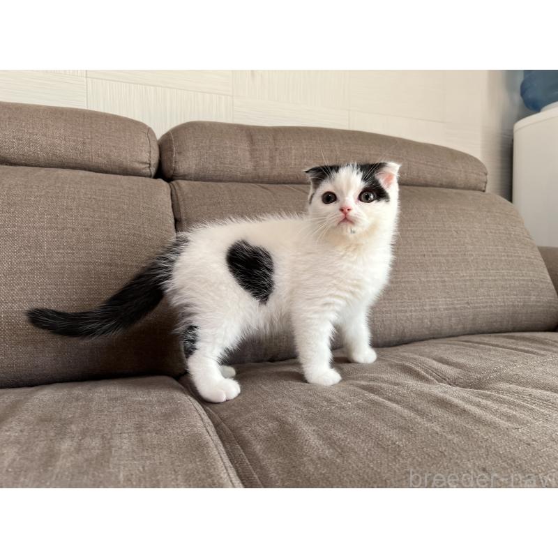 成約済の茨城県のスコティッシュフォールド-128035の4枚目