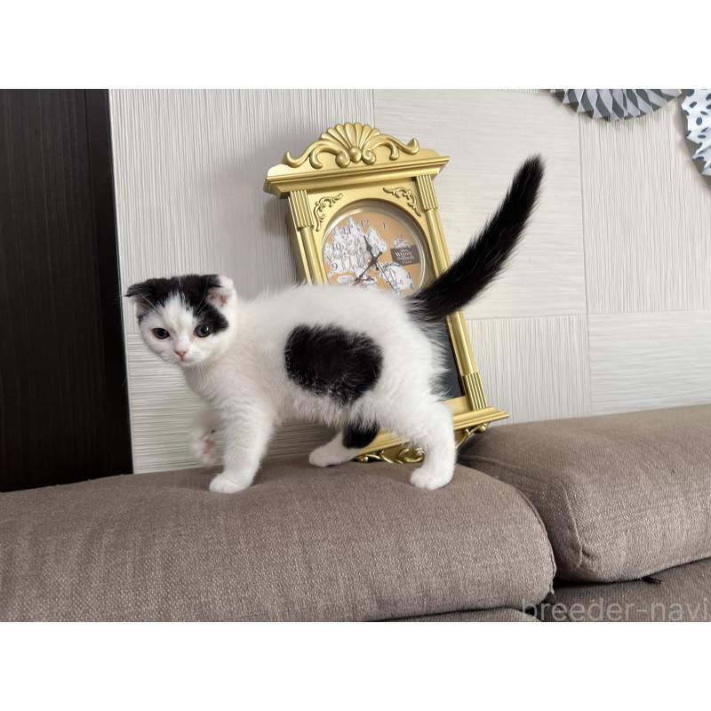 成約済の茨城県のスコティッシュフォールド-128035の3枚目