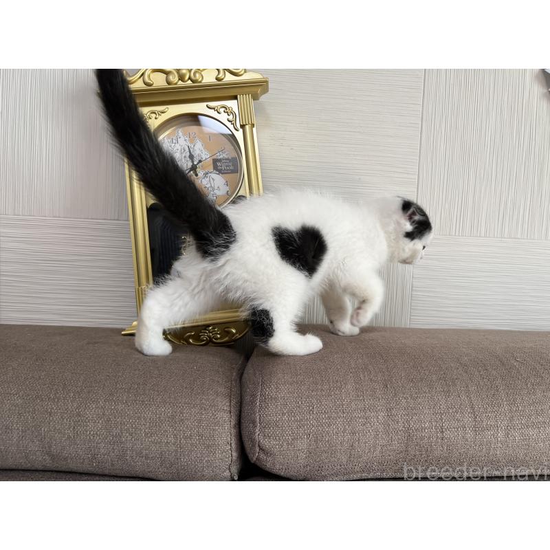 成約済の茨城県のスコティッシュフォールド-128035の2枚目