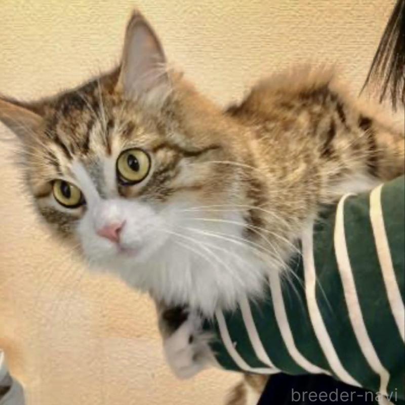 販売中の大阪府のサイベリアン-130283の3枚目