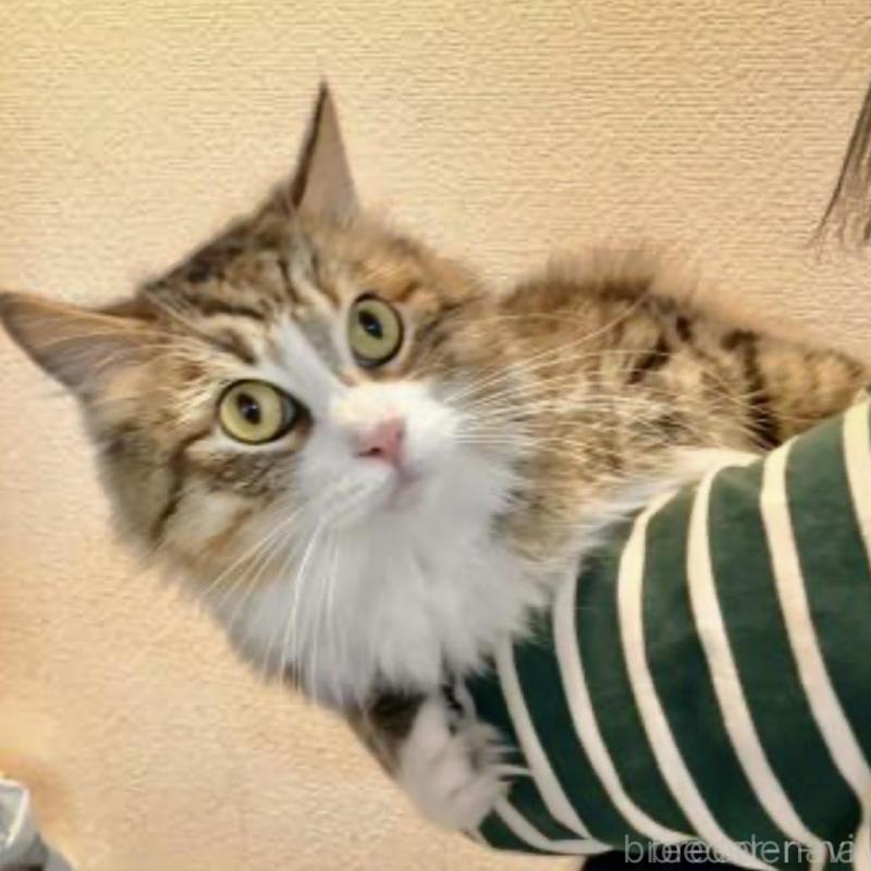 販売中の大阪府のサイベリアン-130283の2枚目