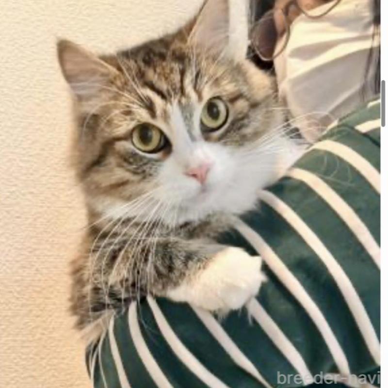 販売中の大阪府のサイベリアン-130283