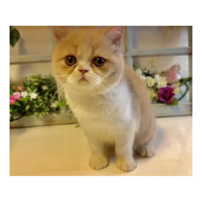 販売中の大阪府のエキゾチックショートヘア-130284の6枚目