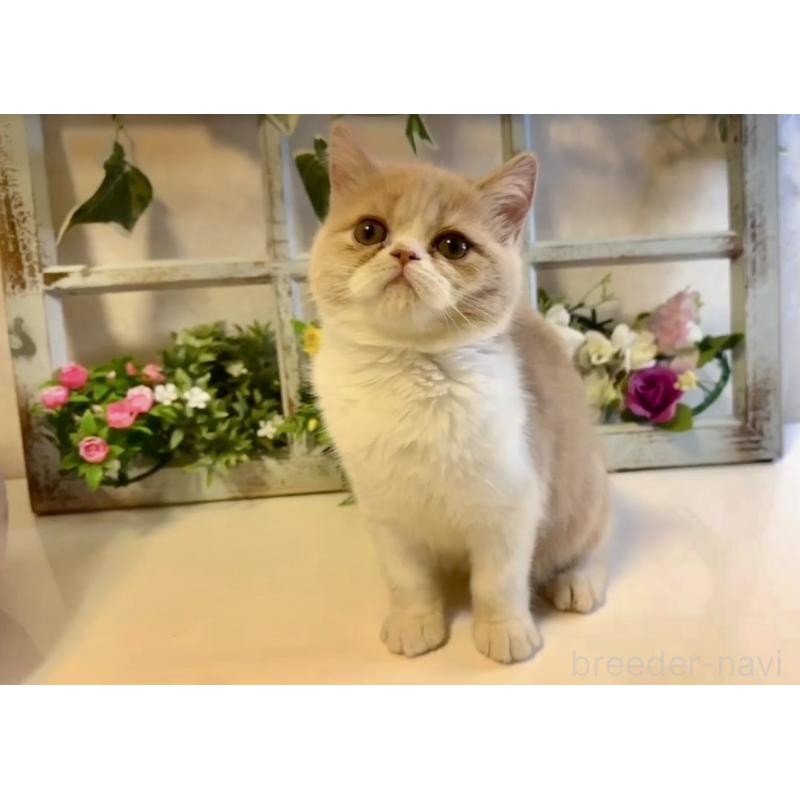 販売中の大阪府のエキゾチックショートヘア-130284の5枚目