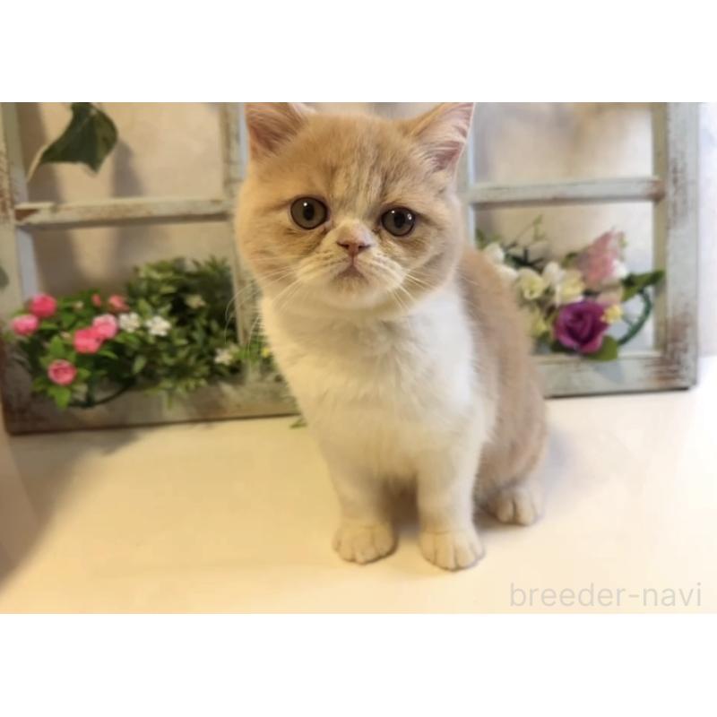 販売中の大阪府のエキゾチックショートヘア-130284の4枚目