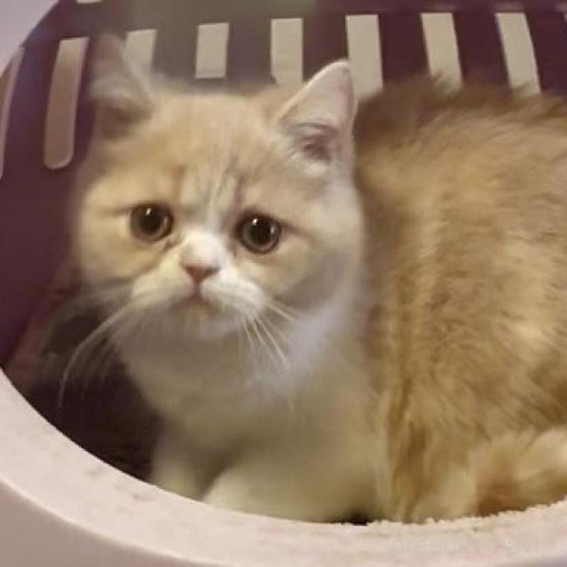 販売中の大阪府のエキゾチックショートヘア-130284の3枚目