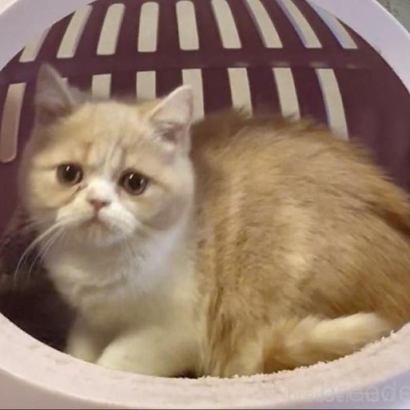 販売中の大阪府のエキゾチックショートヘア-130284の2枚目