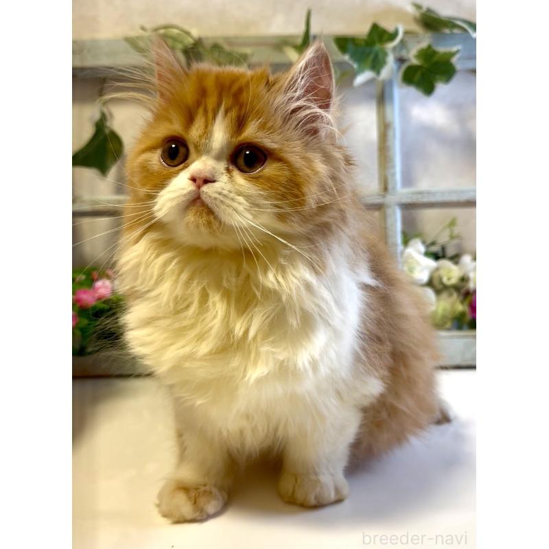 販売中の大阪府のエキゾチックロングヘア-130285の5枚目