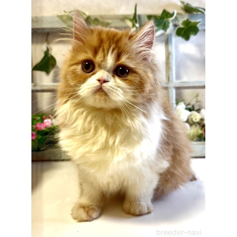 販売中の大阪府のエキゾチックロングヘア-130285の4枚目