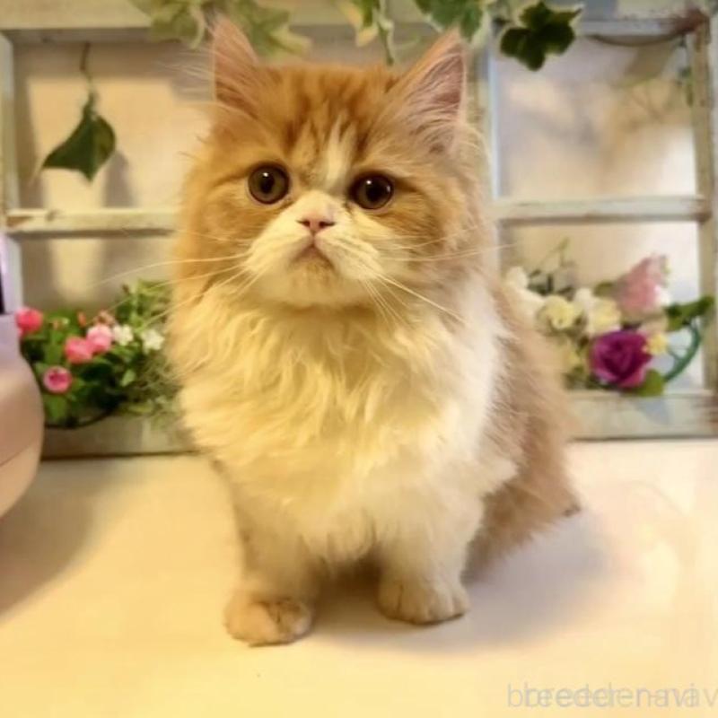 販売中の大阪府のエキゾチックロングヘア-130285の3枚目