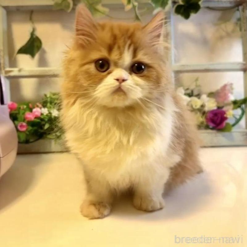 販売中の大阪府のエキゾチックロングヘア-130285の2枚目