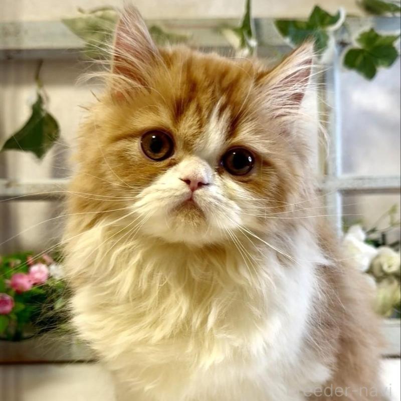 販売中の大阪府のエキゾチックロングヘア-130285