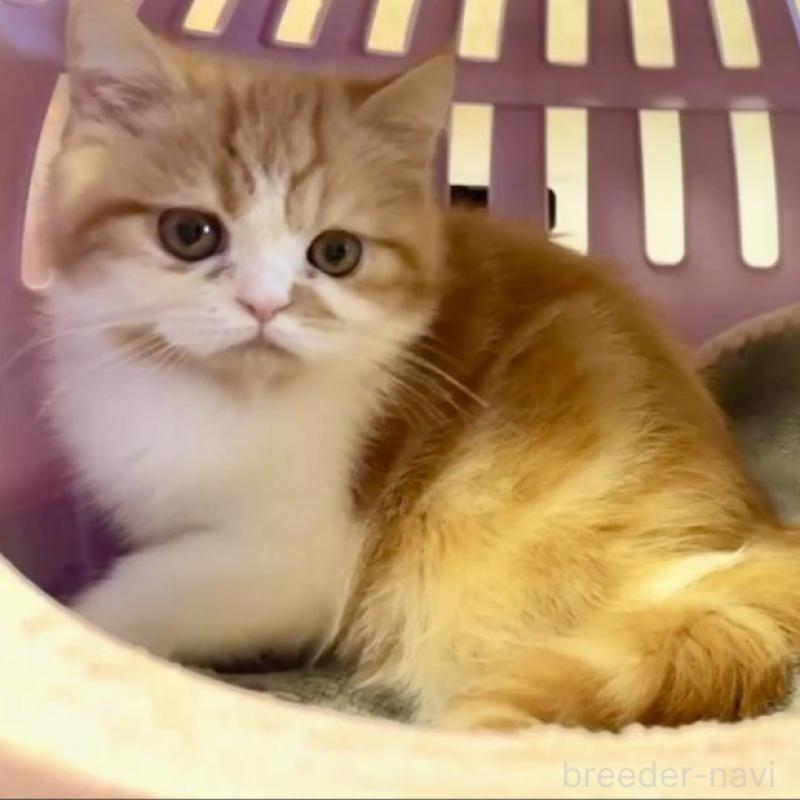 販売中の大阪府のエキゾチックショートヘア-130286の4枚目