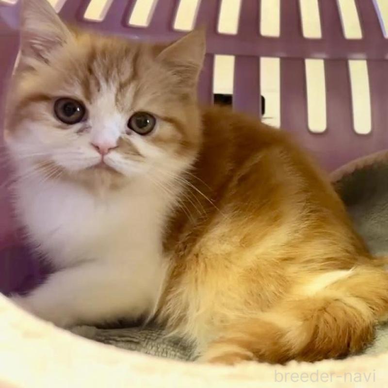 販売中の大阪府のエキゾチックショートヘア-130286