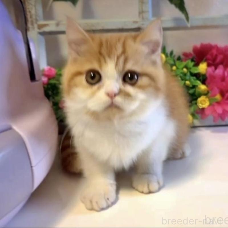 販売中の大阪府のエキゾチックショートヘア-130286の3枚目