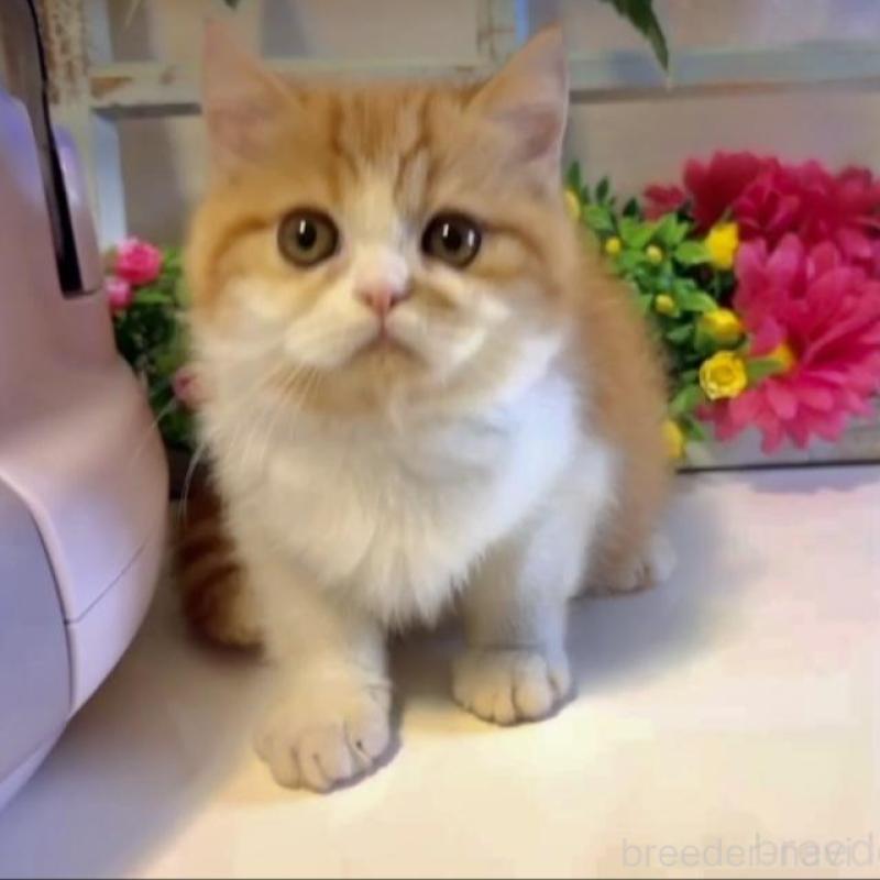 販売中の大阪府のエキゾチックショートヘア-130286の2枚目