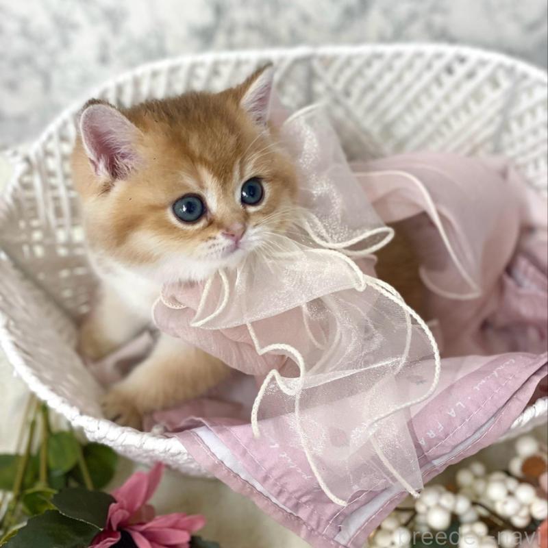 販売中の兵庫県のブリティッシュショートヘア-130287の5枚目