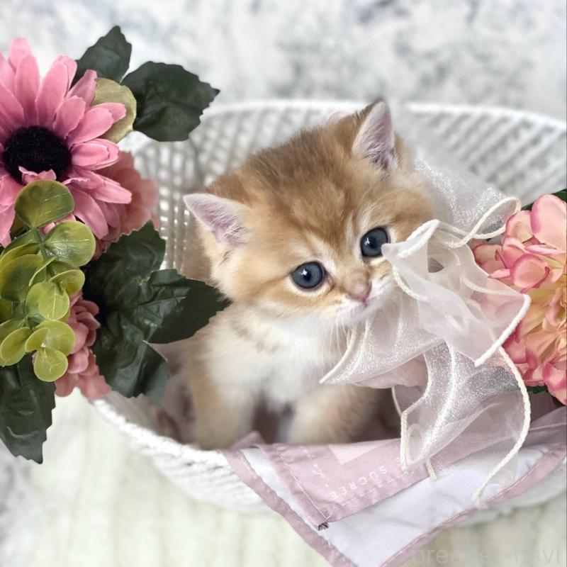 販売中の兵庫県のブリティッシュショートヘア-130287の4枚目