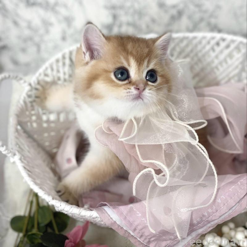 販売中の兵庫県のブリティッシュショートヘア-130287の3枚目