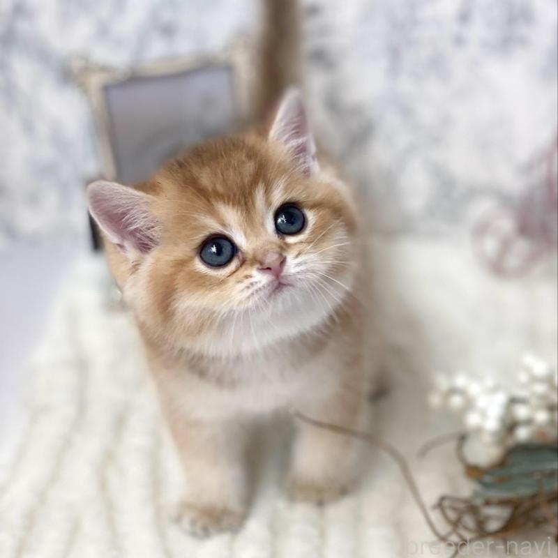 販売中の兵庫県のブリティッシュショートヘア-130287の2枚目