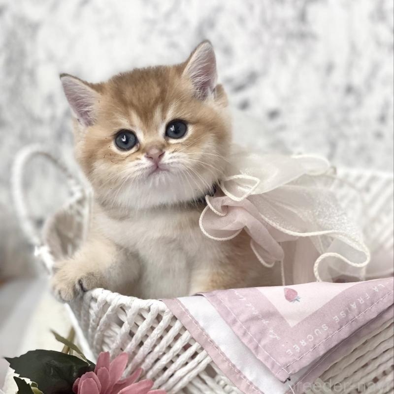 販売中の兵庫県のブリティッシュショートヘア-130287の1枚目