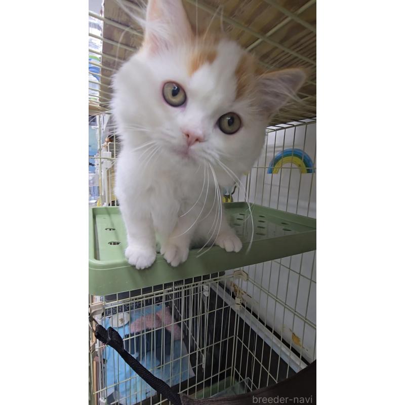 成約済の東京都のスコティッシュフォールド-126493の2枚目