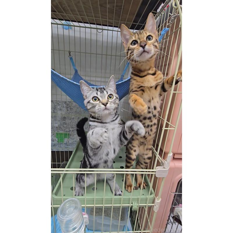 販売中の東京都のアメリカンショートヘア-124102の2枚目