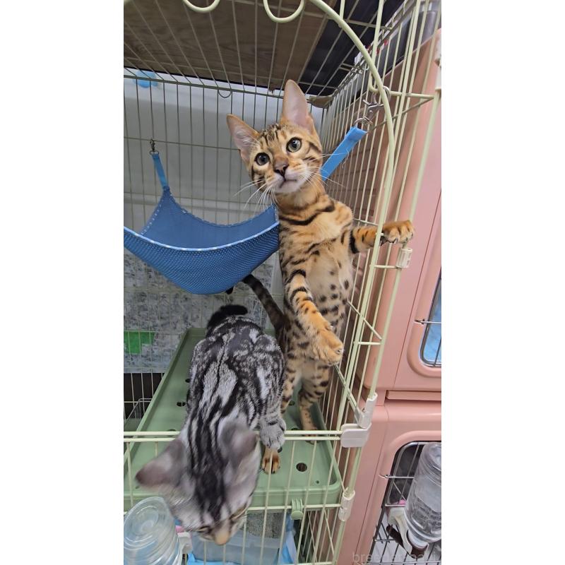 販売中の東京都のベンガル-124100の2枚目