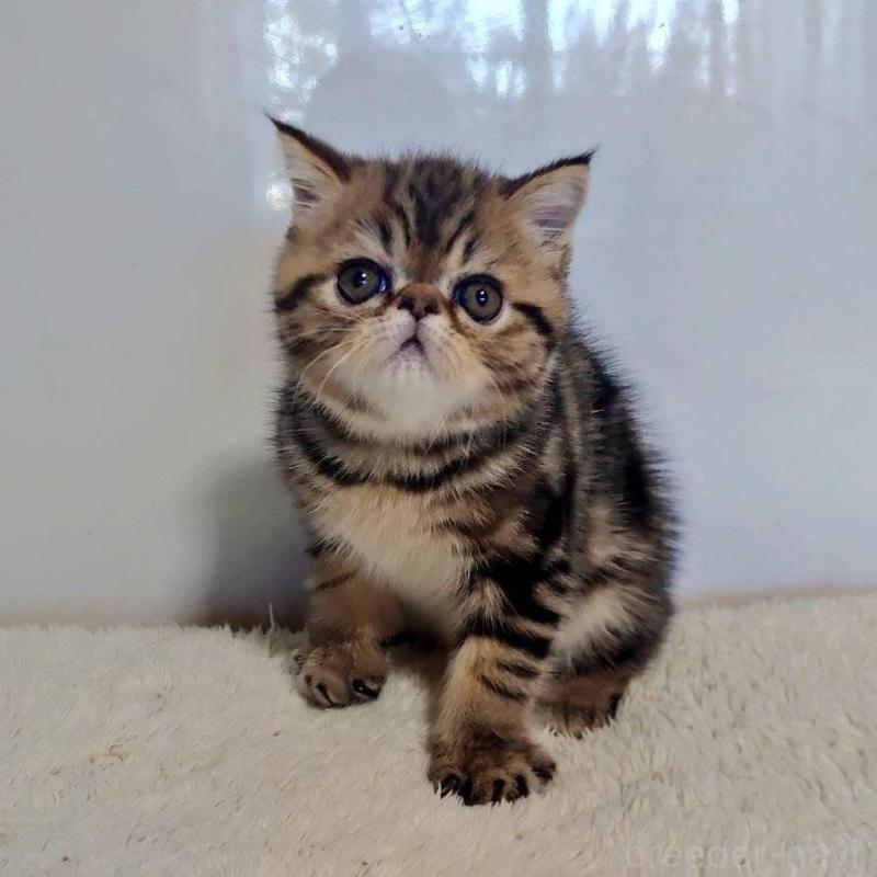 販売中の岡山県のエキゾチックショートヘア-130288の1枚目