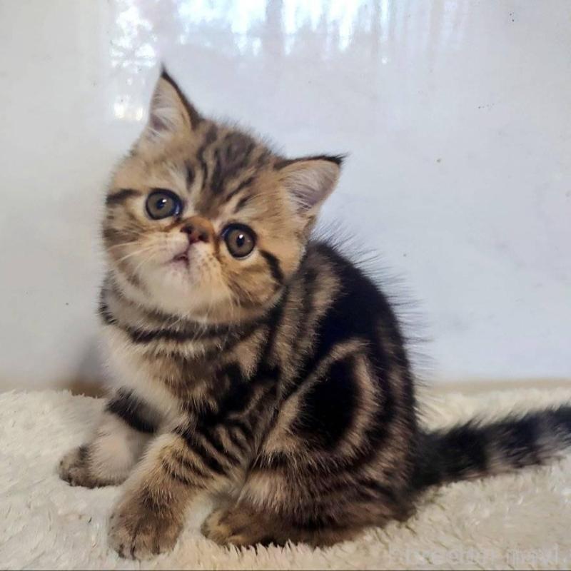 販売中の岡山県のエキゾチックショートヘア-130288の4枚目