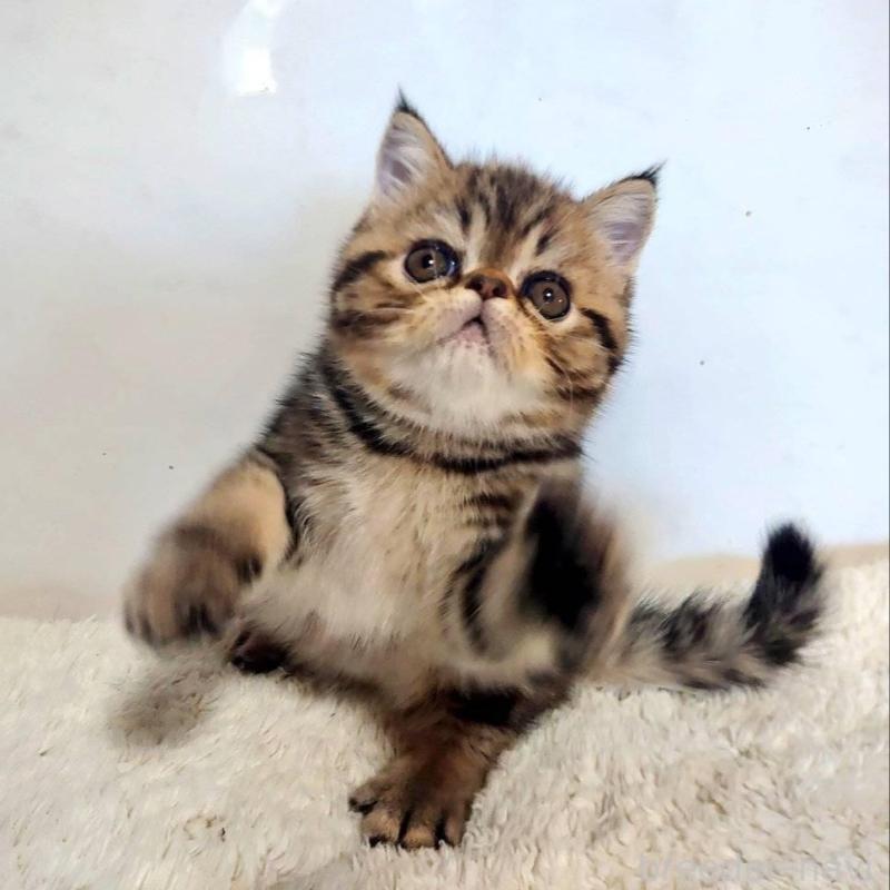 販売中の岡山県のエキゾチックショートヘア-130288の3枚目