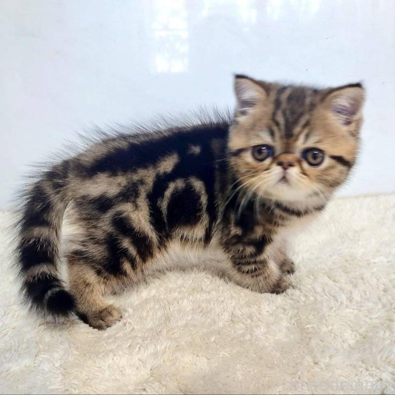 販売中の岡山県のエキゾチックショートヘア-130288の2枚目