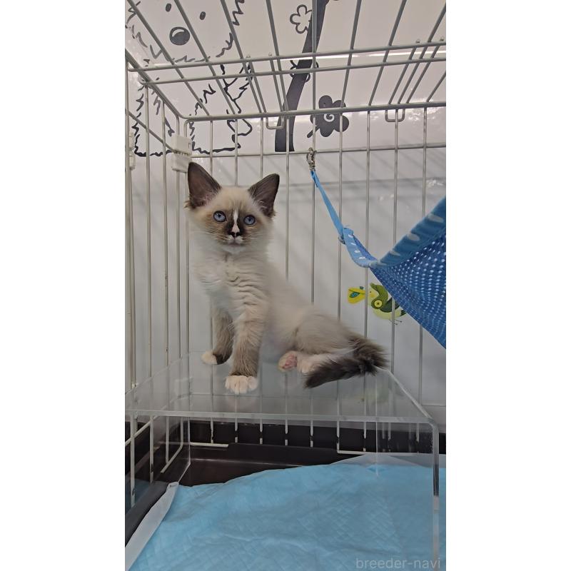 販売中の東京都のラグドール-129549の3枚目