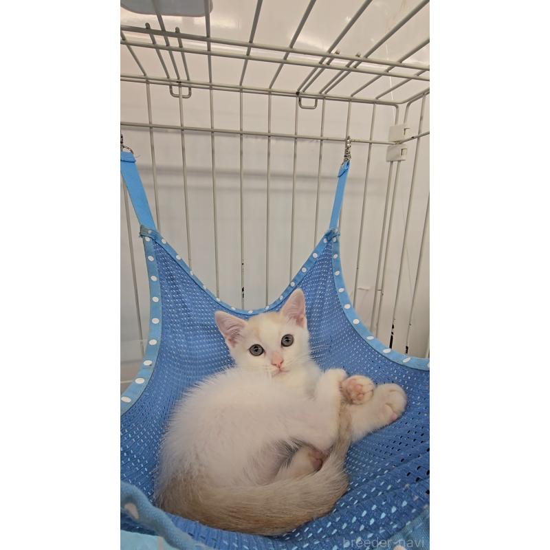 販売中の東京都のマンチカン-129550の3枚目