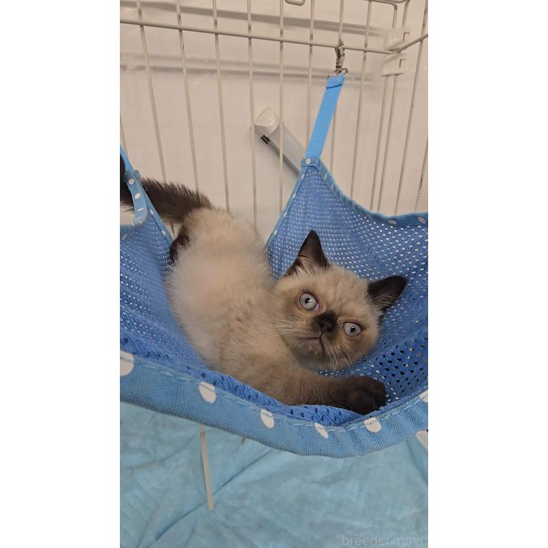 販売中の東京都のエキゾチックショートヘア-129039の3枚目